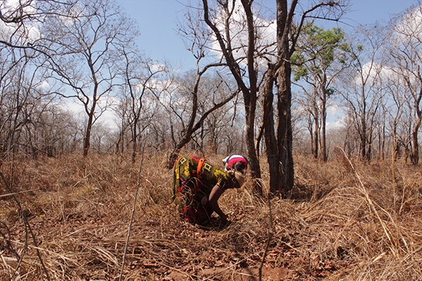 Une personne plantant de jeunes pousses de grenadille dans une zone de forêt en Tanzanie.
